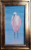 pink spoonbill