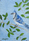 bluejay